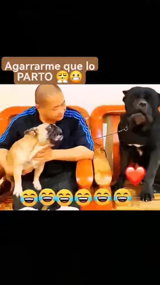 Hold me before I beak him!!!!!!!