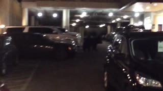 Black Bear Sighted at a Hotel