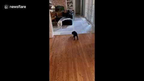 New dog meets the big dog for the first time