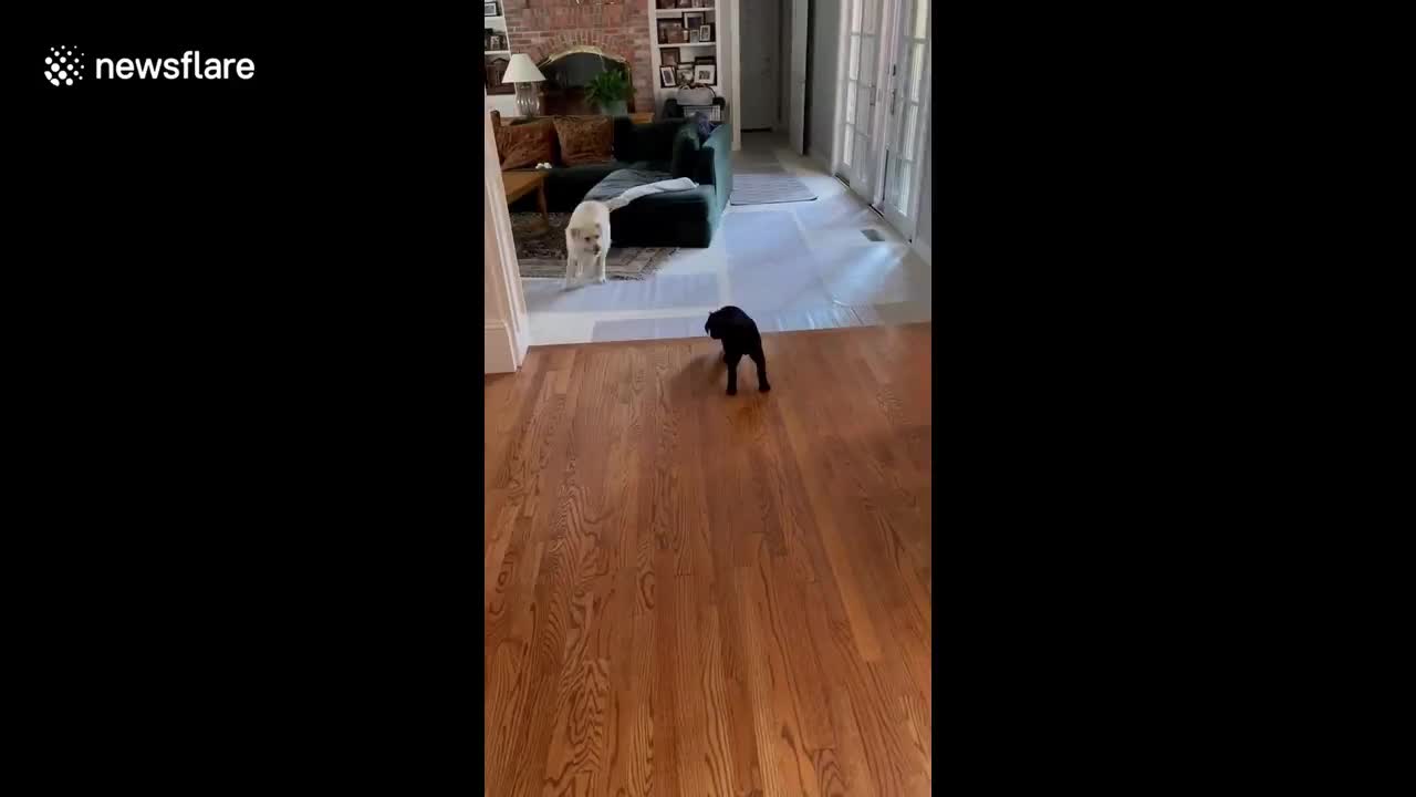 New dog meets the big dog for the first time