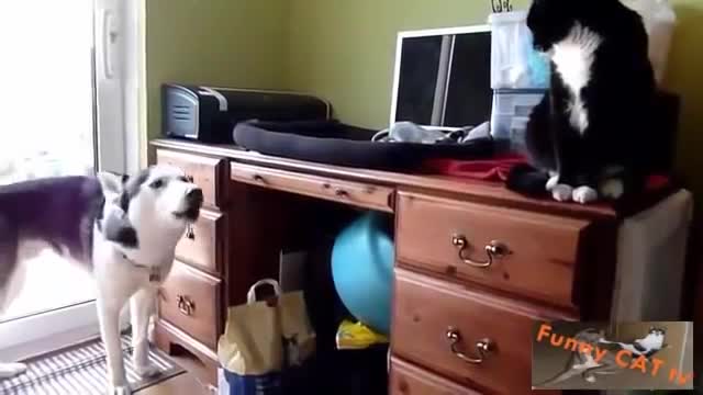 CATS AND DOGS MEETING FOR THE FIRST TIME | Funny Video