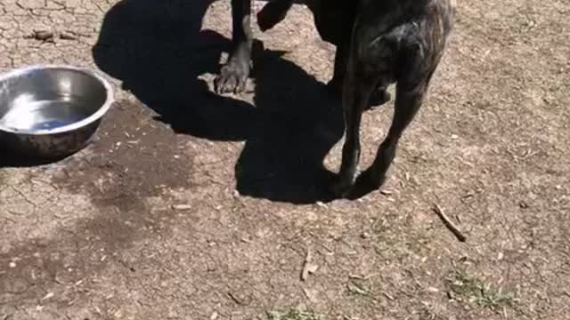 Doge at da park
