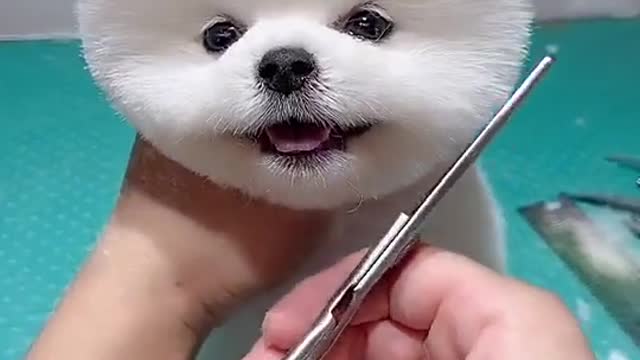 Cute cutting of a cute cat ,Very beautiful cutting