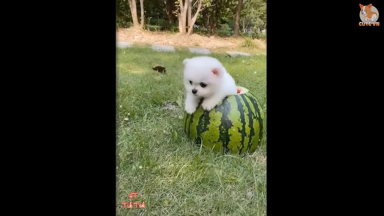 Mini peluditos