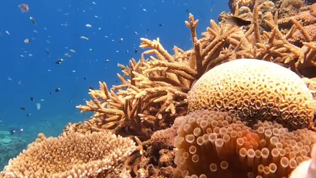Beautiful seen fish of world