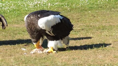 Grumpy eagle