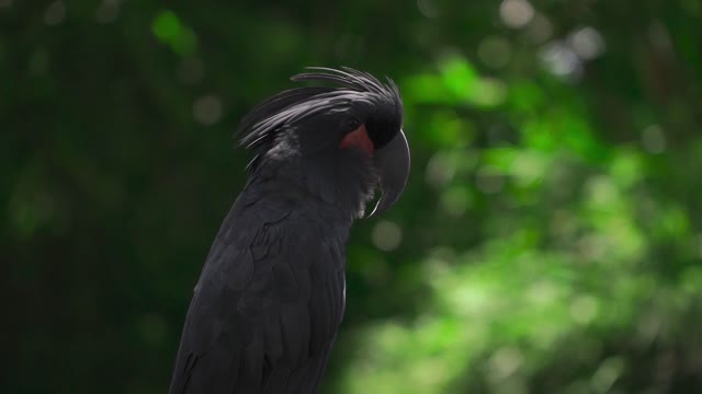 black parrot. #parrot