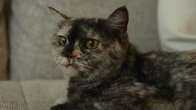 Close-Up View of a Cat