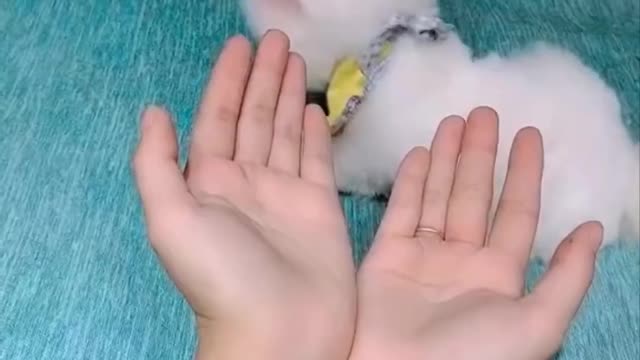 Funny And Cute Moments Of Animal