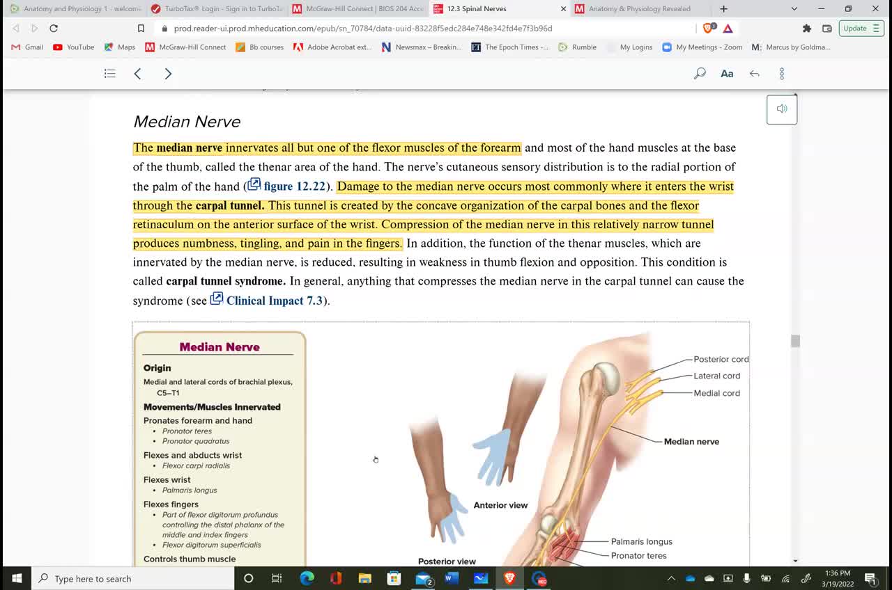 Anatomy and Physiology 1 - Chapter 12 Spinal Cord and Spinal Nerves