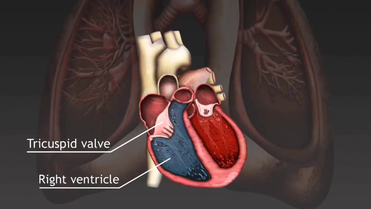 The simple cardiac cycle