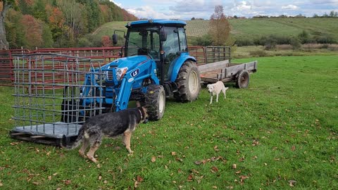 Dogs playing