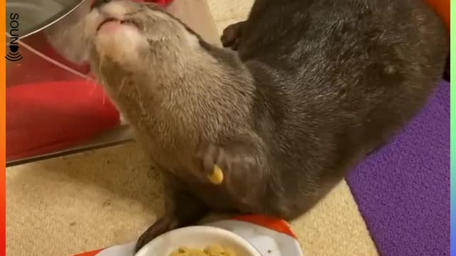 Otter eating style cute animals videos funny animals