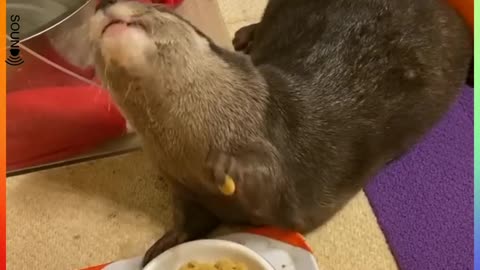 Otter eating style cute animals videos funny animals