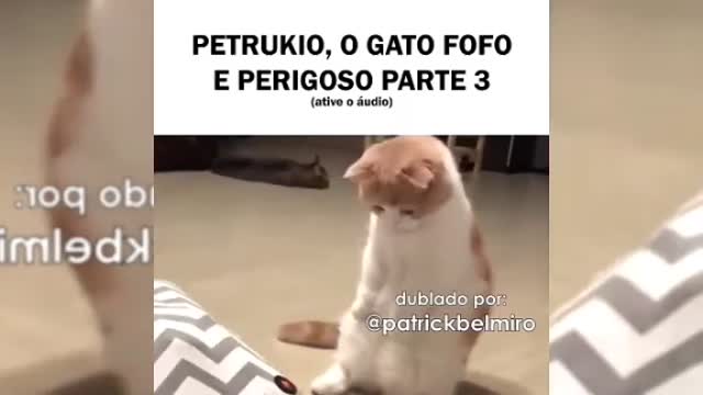 Petrukio The most dangerous and cute cat on the internet