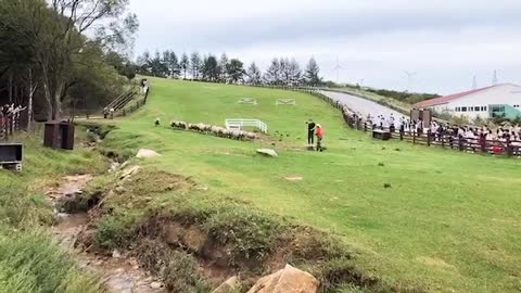 watch the sheep-mowing of Daegwallyeong Ranch