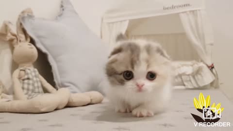 Curious cute kitten playing