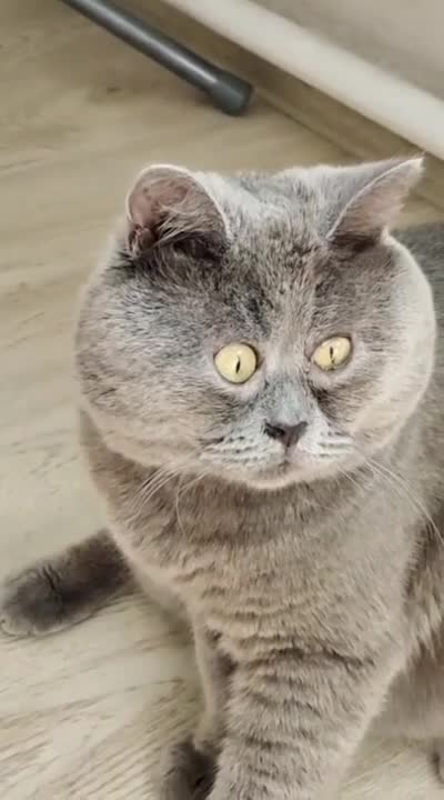 приколы / Забавные животные / Смешные коты