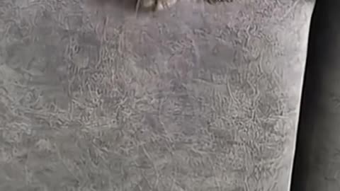 Cats cute