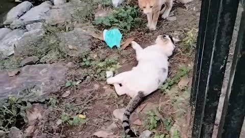 What are you doing?