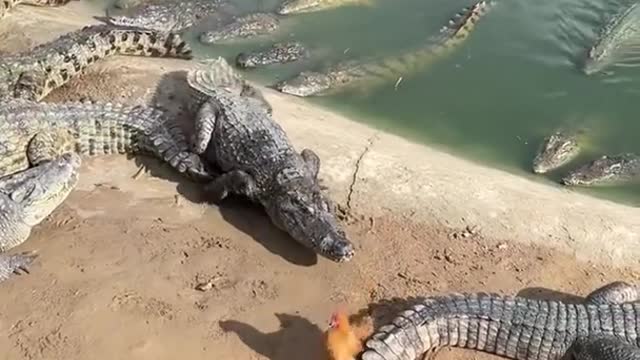 Cruel Farmer Feeds Live Chicken To Crocodiles 🐟