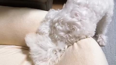 Puppy Jenny's so cute video (7)