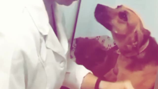 When dog fall in love with her doctor || animal lover🥺🥺🥺