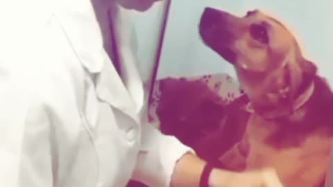 When dog fall in love with her doctor || animal lover🥺🥺🥺