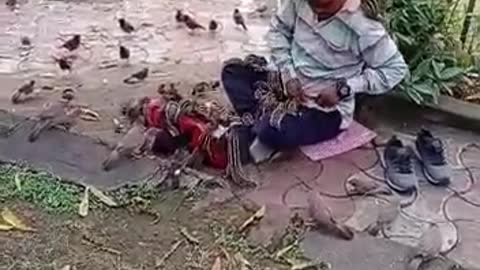 An indian man feed the birds