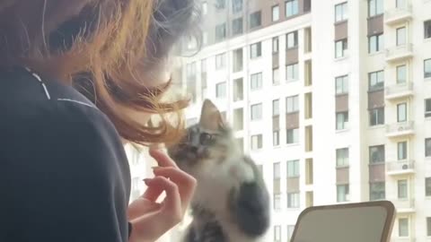 #cat #funny