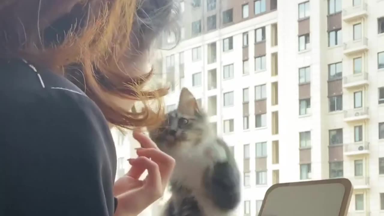 #cat #funny