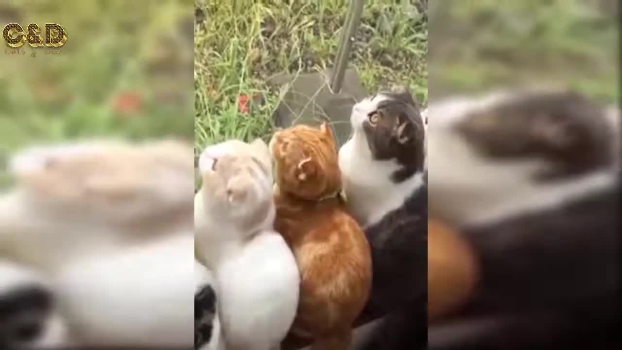 Challenge Try Not to Laugh! Funny Cats and Dogs
