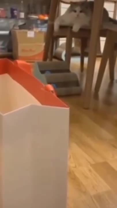 9.Funny Cats😍😍😻😻😻#shorts #funnycats #animalsshorts