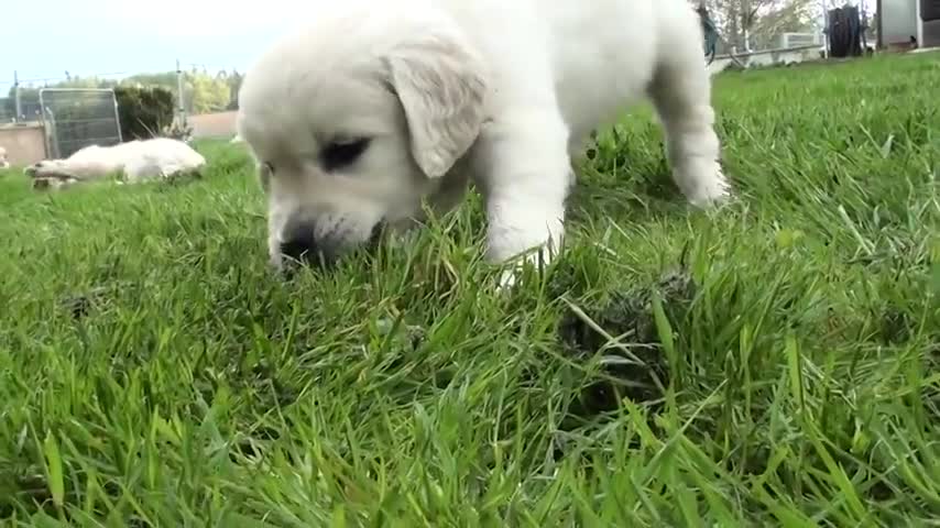 Swarm of Golden Retriever puppies