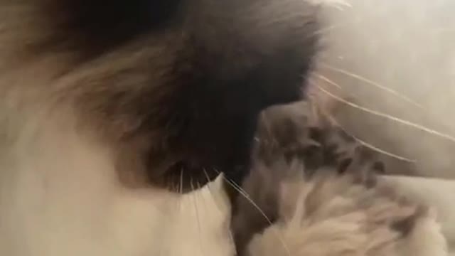 Grey dog plays with grey cat on couch