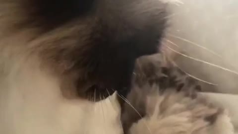 Grey dog plays with grey cat on couch