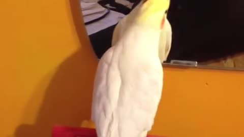 Harley the cockatiel singing September - agai