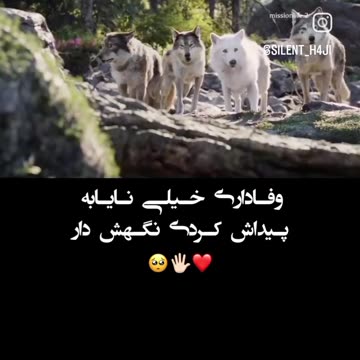 They Are More Loyal Than Humans|اینها بیشتر از انسانها وفادار هستند