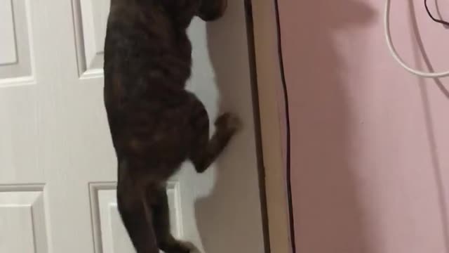 Cat Climbs to Open Door for Its Buddy