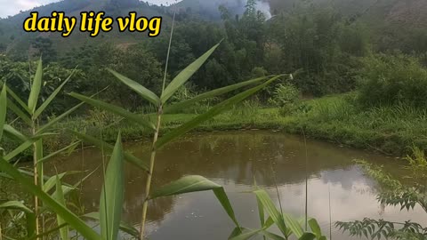 nature mountain forest