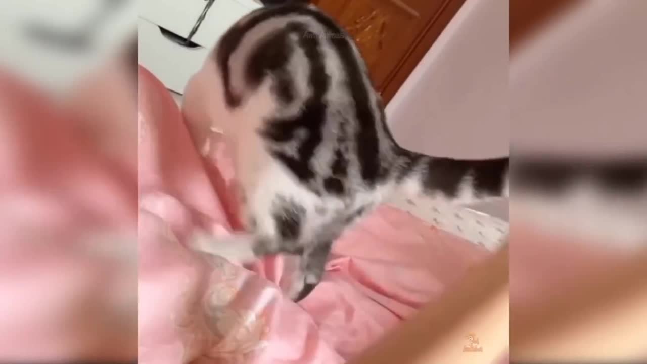 Cat 😸 funny 🤣 video ।।cat funny scenes ।।kids are very entertainment video।।ejoy boy।।