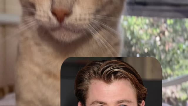 I FOUND MY CATS CELEB LOOKALIKES