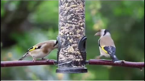 Birds feeding