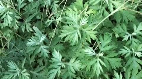 This is a green meadow