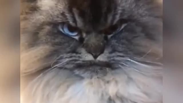 Angry - Funny Dogs And Cats of TikTok 😮 - angry Pets