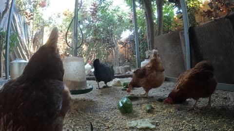 Backyard Chickens Fun Relaxing Chickens Hens Roosters Sounds Noises!