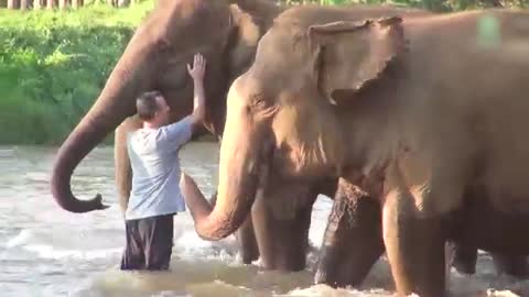 Love in animals