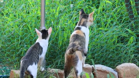 Kitten Playing With Mother-18