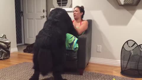 Massive Newfoundland thinks he's a lap dog