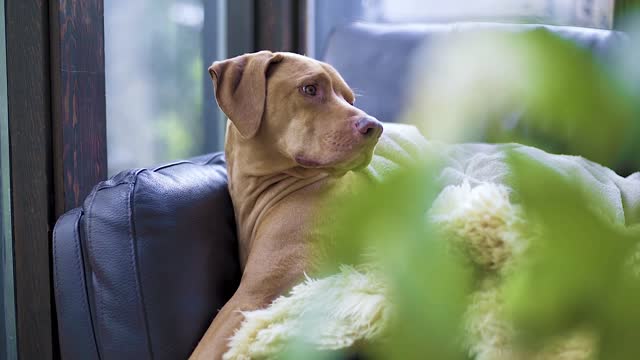 beautiful dog is siting on the bed